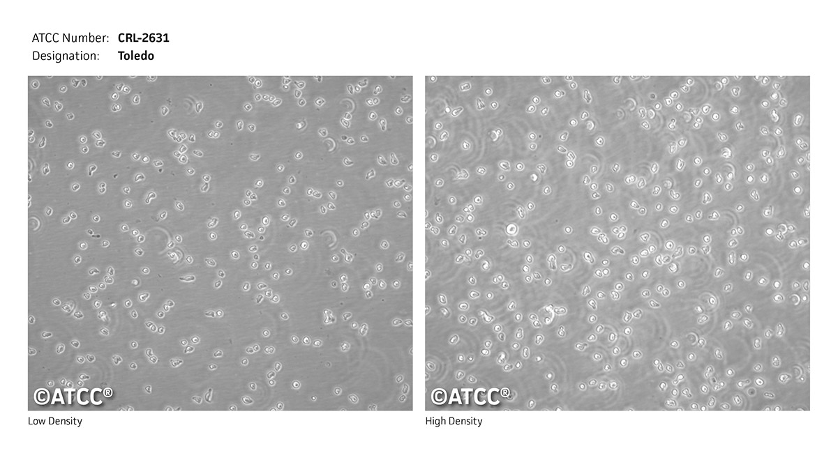 CRL-2631 micrograph