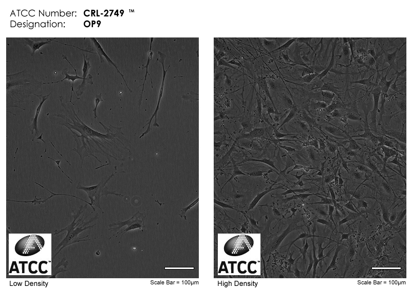 ATCC CRL-2749 Cell Micrograph