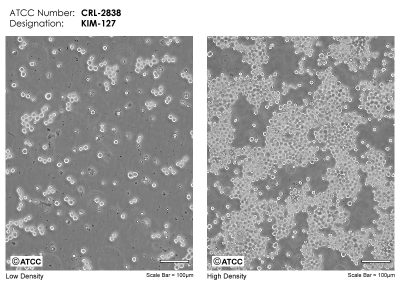 KIM127 - CRL-2838 | ATCC