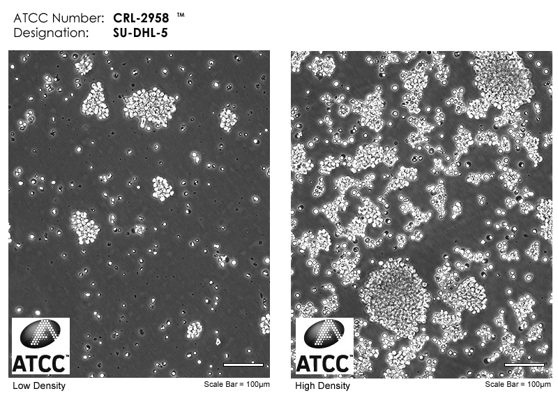 CRL-2958 Micrograph