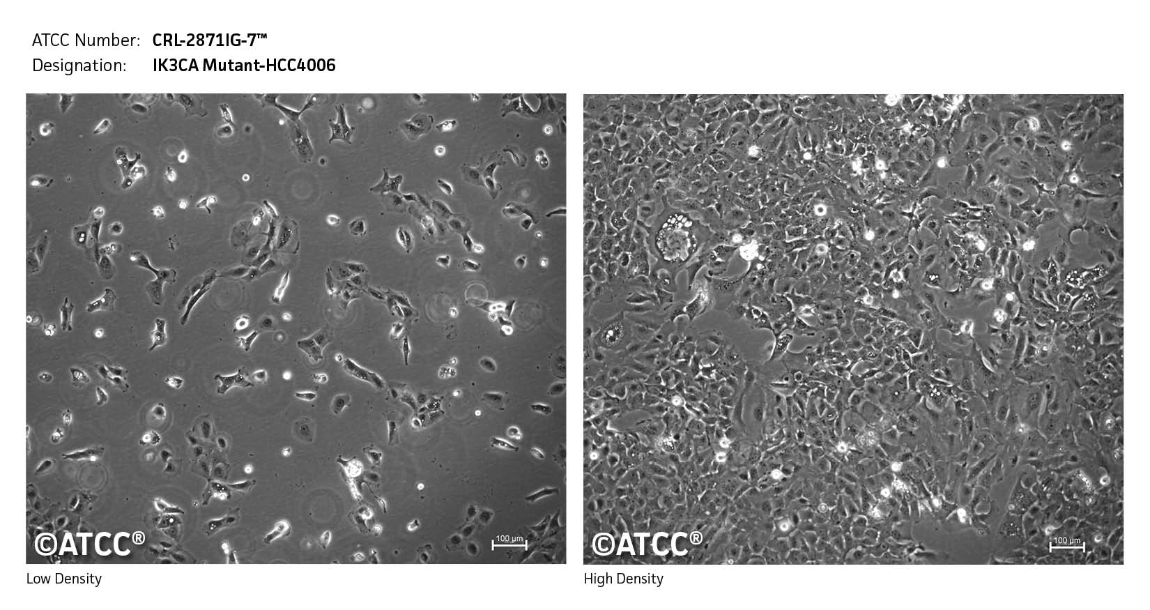 Micrograph of CRL-2871IG-7 Low High