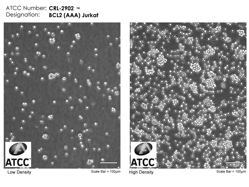 CRL-2902 Micrograph