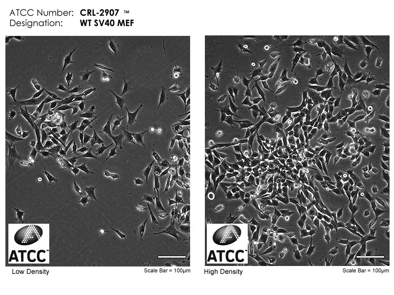 CRL-2907 Micrograph