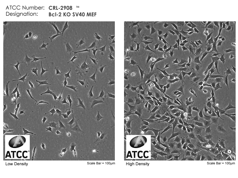 CRL-2908 Micrograph