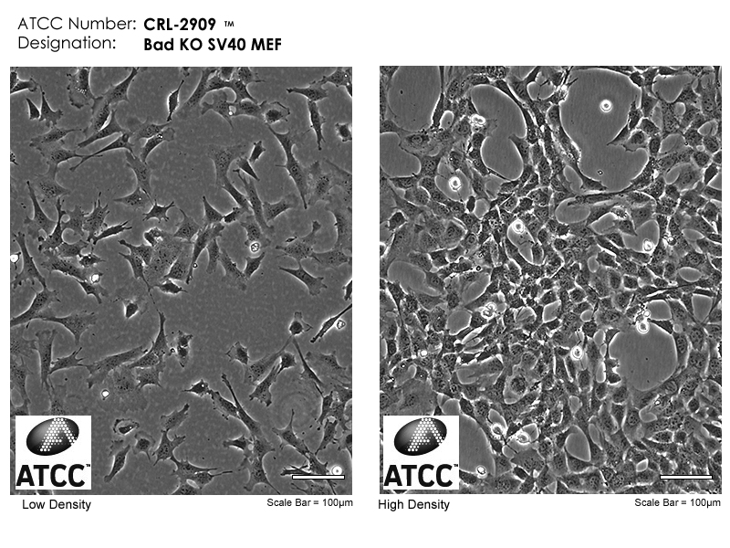 CRL-2909 Micrograph