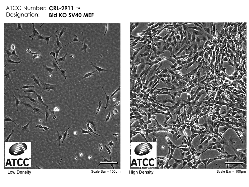 CRL-2911 Micrograph