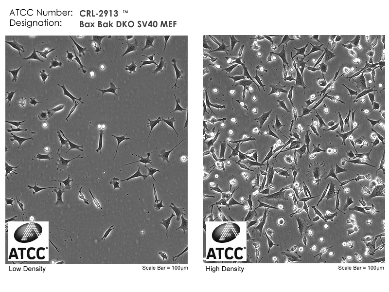 CRL-2913 Micrograph