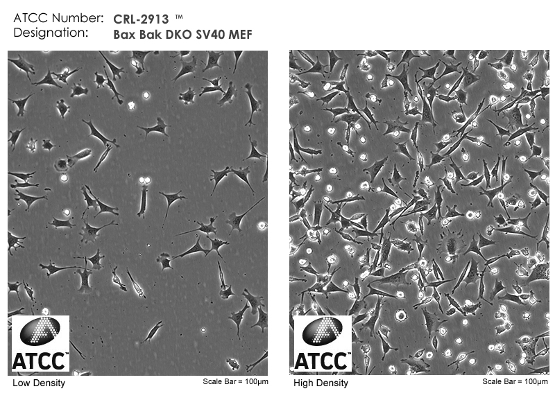 CRL-2913 Micrograph