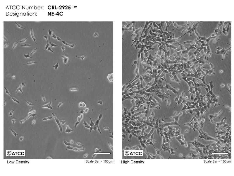 NE-4C - CRL-2925 | ATCC