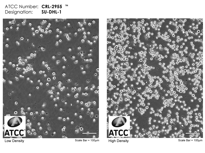 CRL-2955 Micrograph