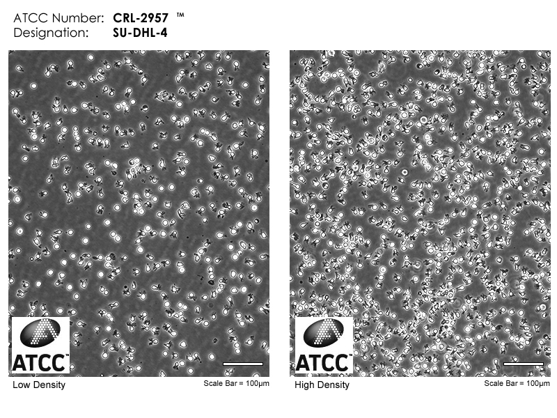 CRL-2957 Micrograph