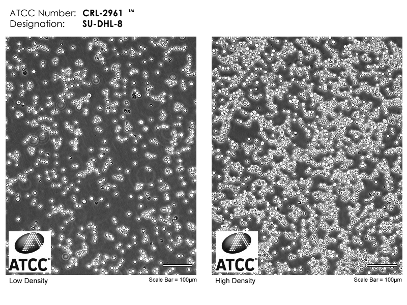CRL-2961 Micrograph