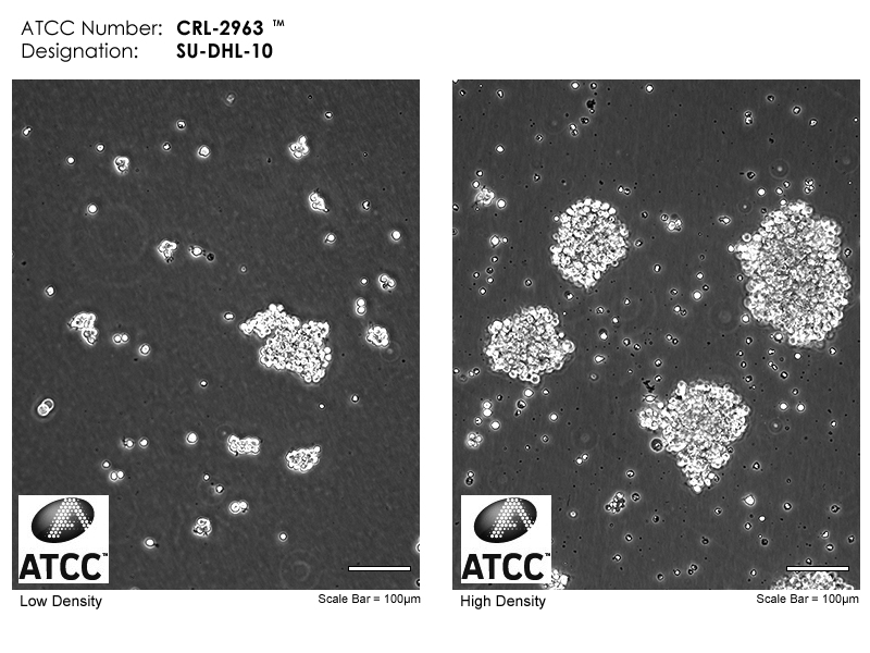 CRL-2963 Micrograph