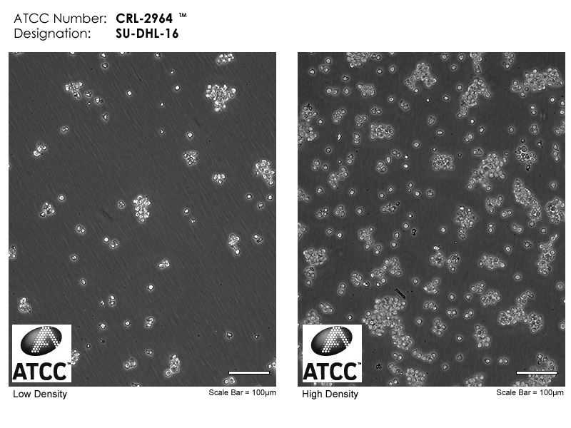 CRL-2964 Micrograph