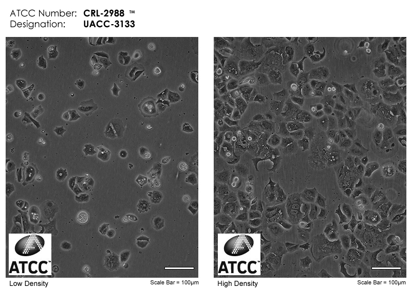 ATCC CRL-2988 Cell Micrograph