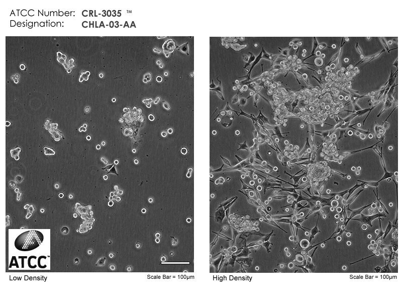 CRL-3035 Micrograph