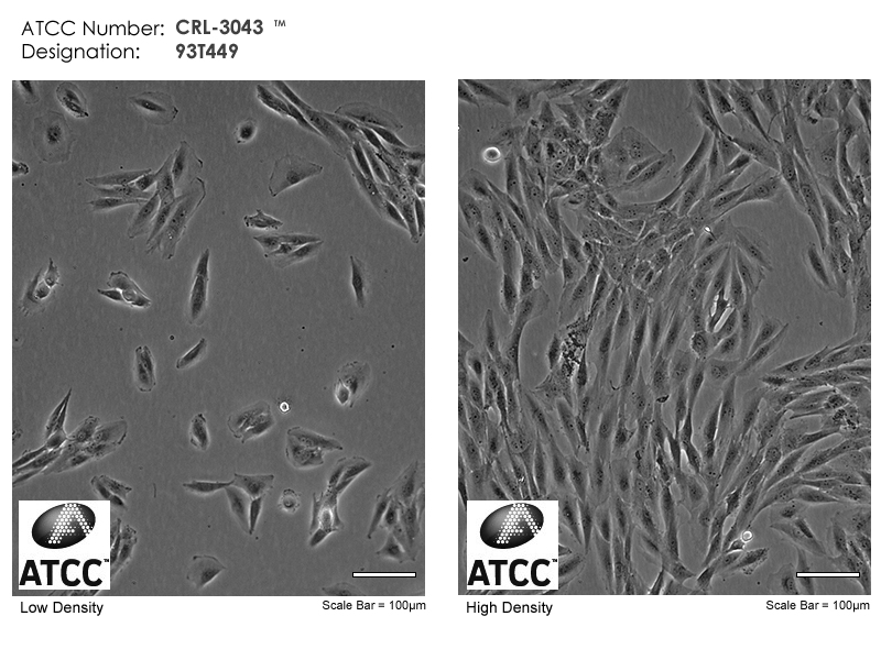 CRL-3043 Micrograph