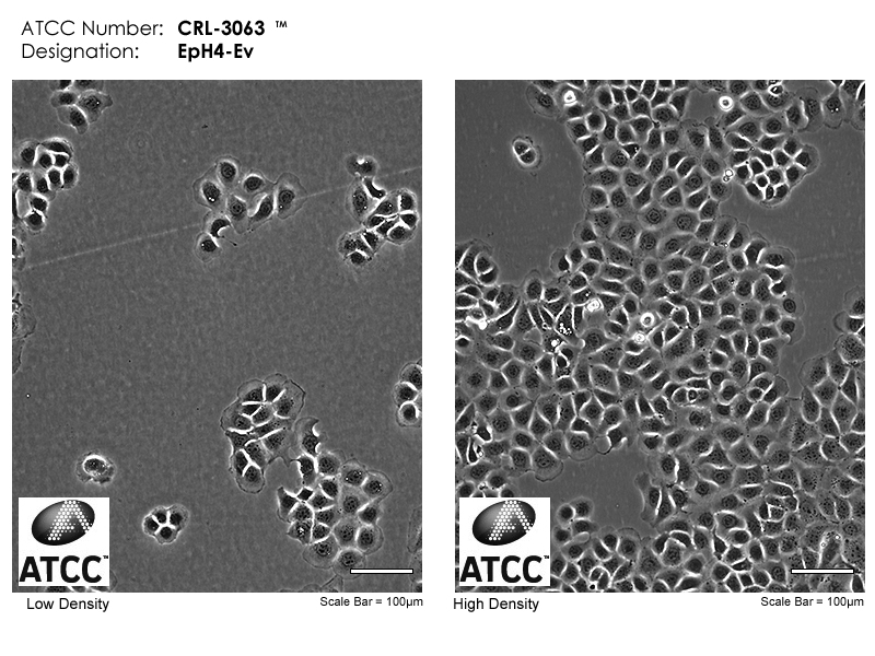 CRL-3063 Micrograph