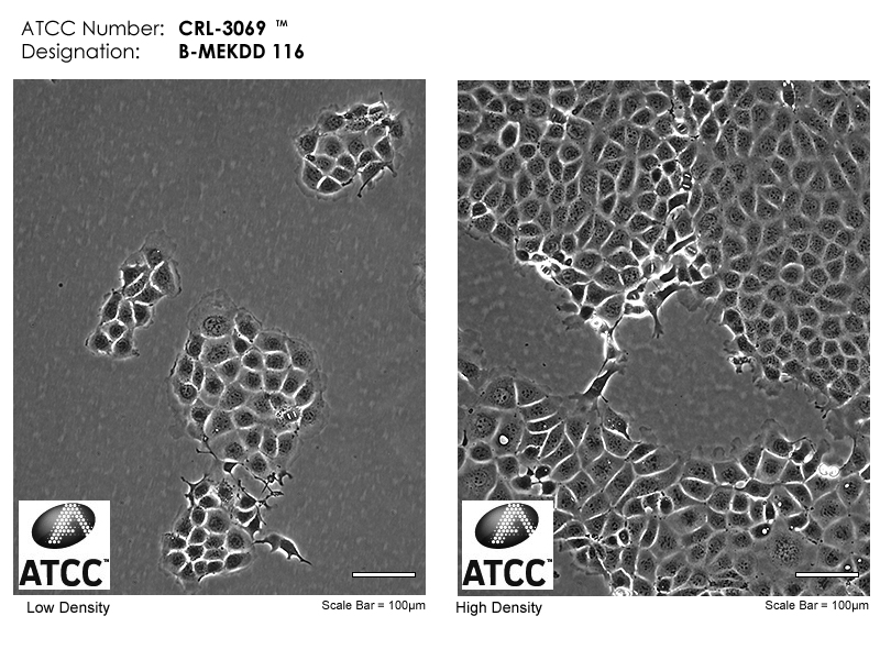 CRL-3069 Micrograph