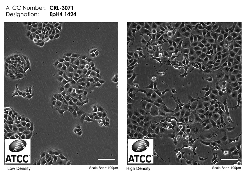 CRL-3071 Micrograph