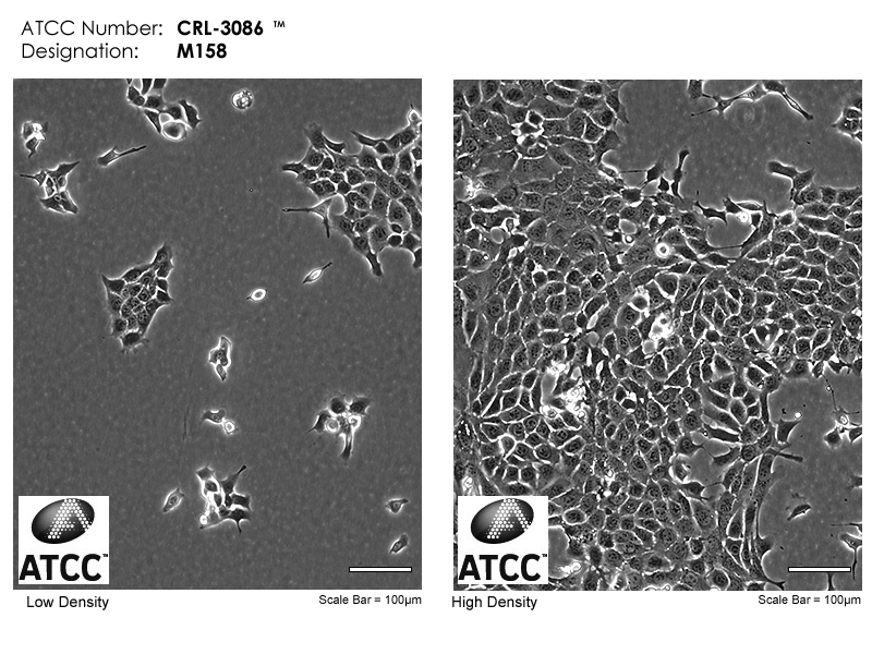 CRL-3086 Micrograph