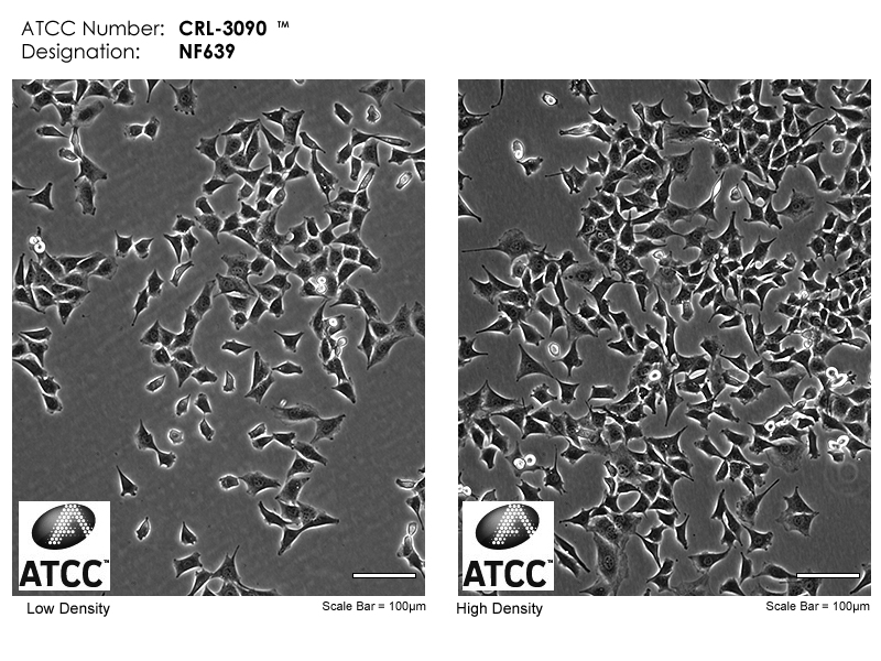 CRL-3090 Micrograph