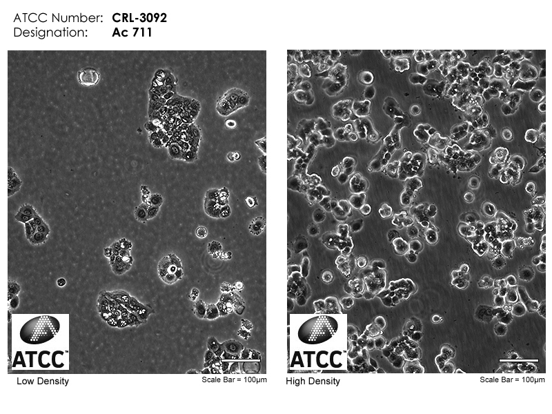 CRL-3092 Micrograph