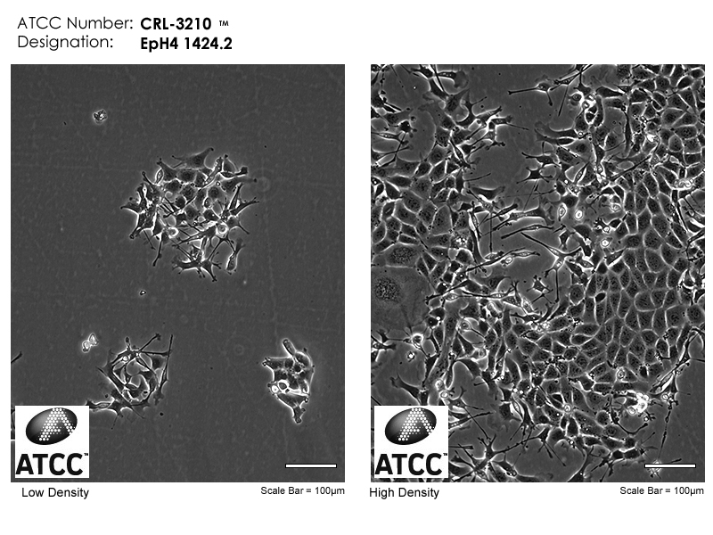 CRL-3210 Micrograph