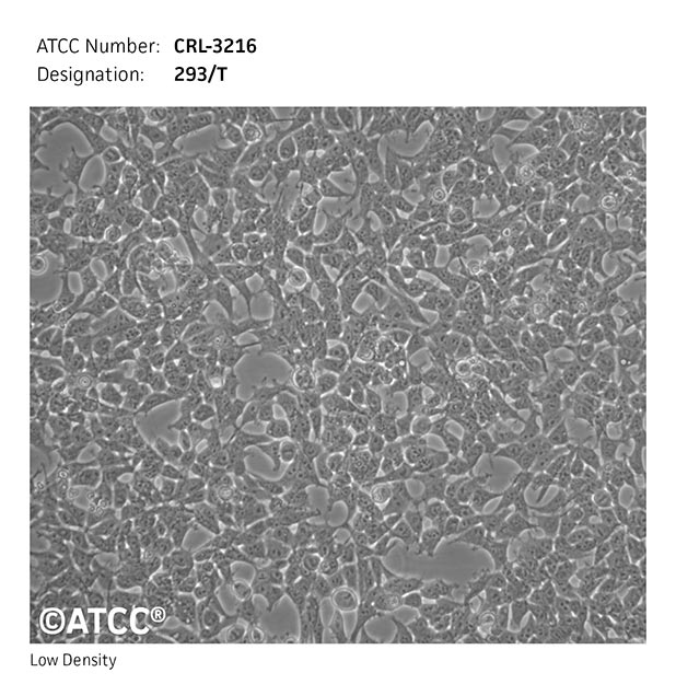 Cell Micrograph of ATCC CRL-3216, 293T