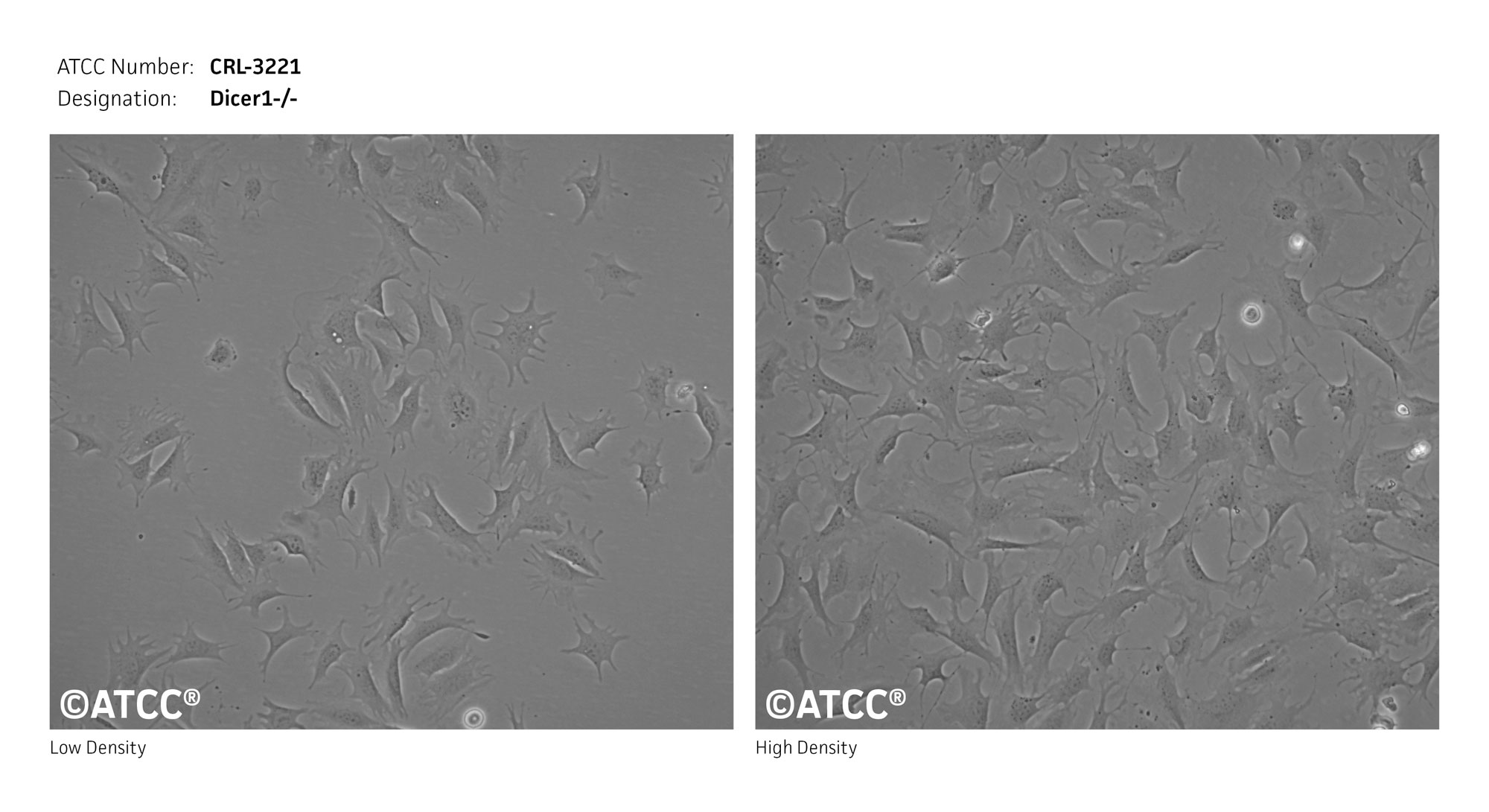 Cell Micrograph of Dicer1-/- ATCC CRL-3221