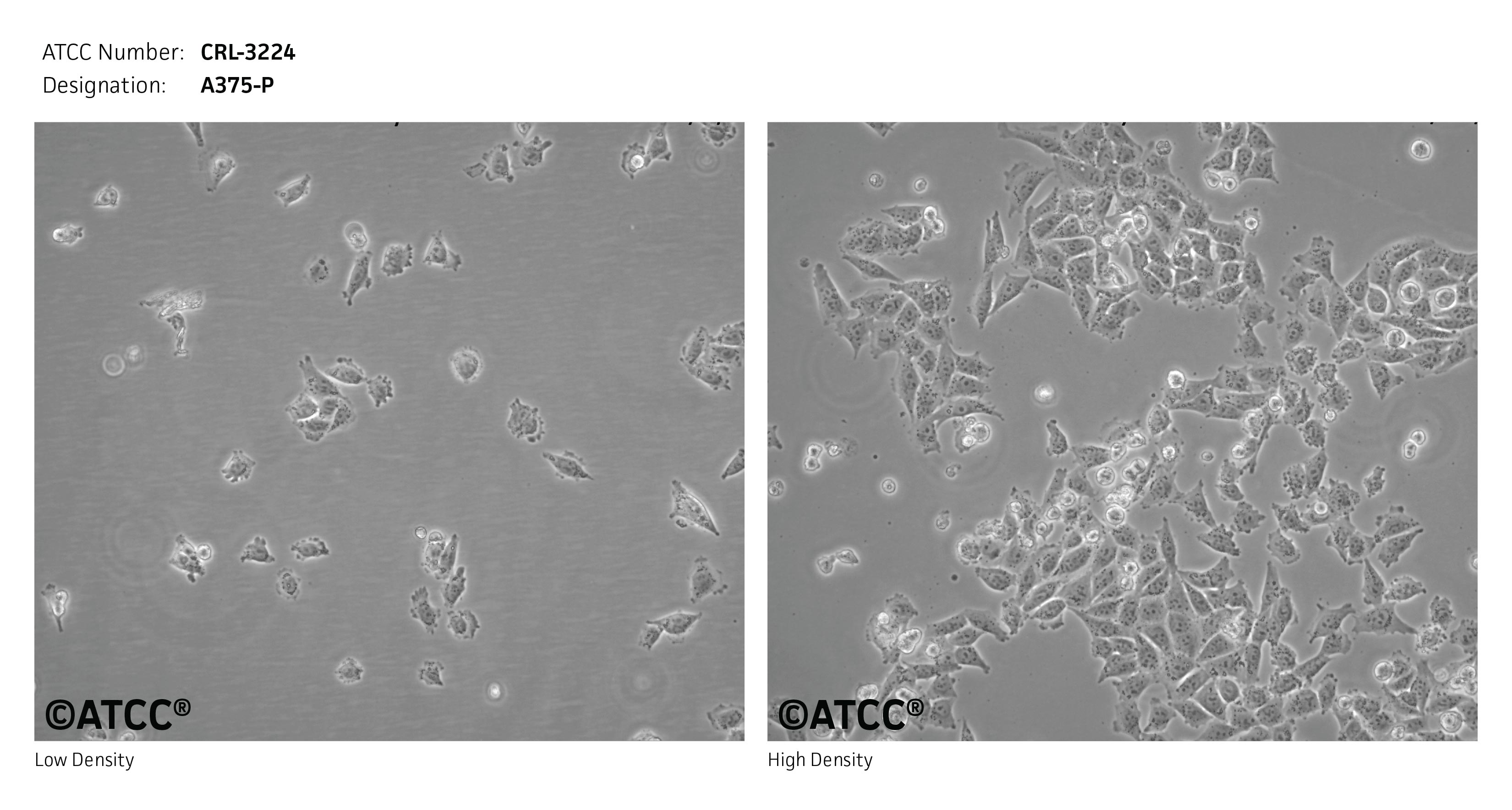 ATCC CRL-3224 Cell Micrograph