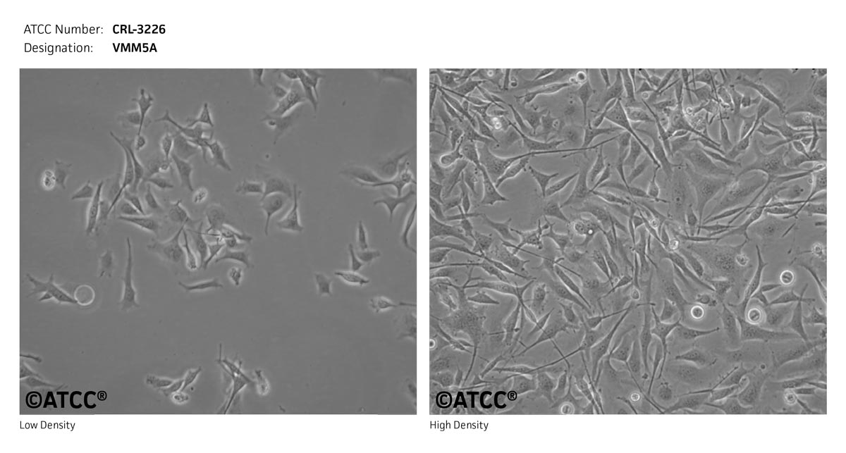 ATCC CRL-3226 Cell Micrograph