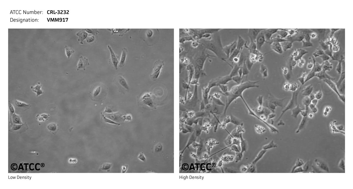 ATCC CRL-3232 Cell Micrograph