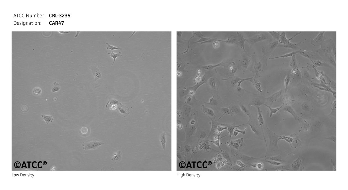 CRL-3235 Cell Micrograph