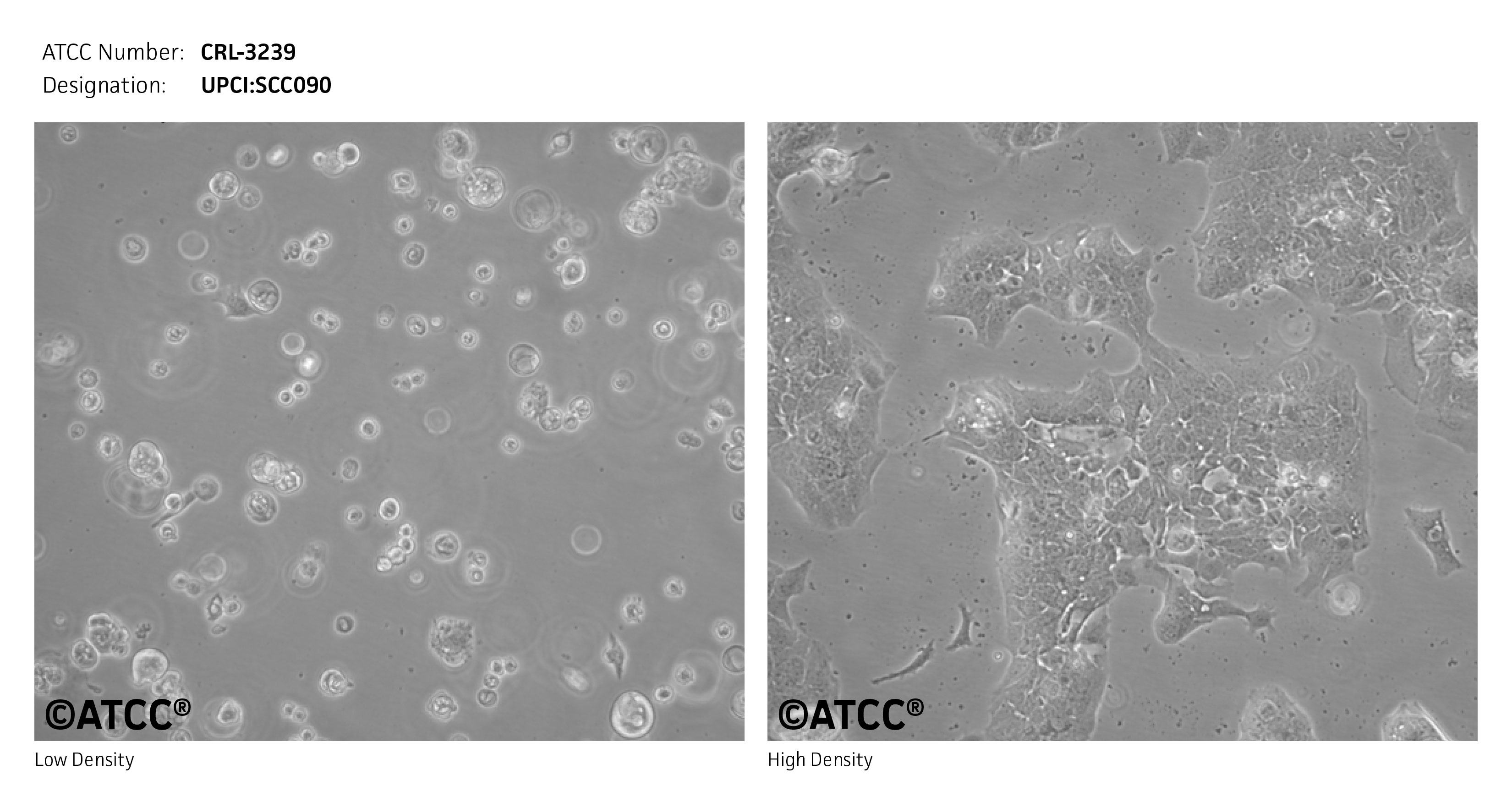 Cell Micrograph of ATCC CRL-3239