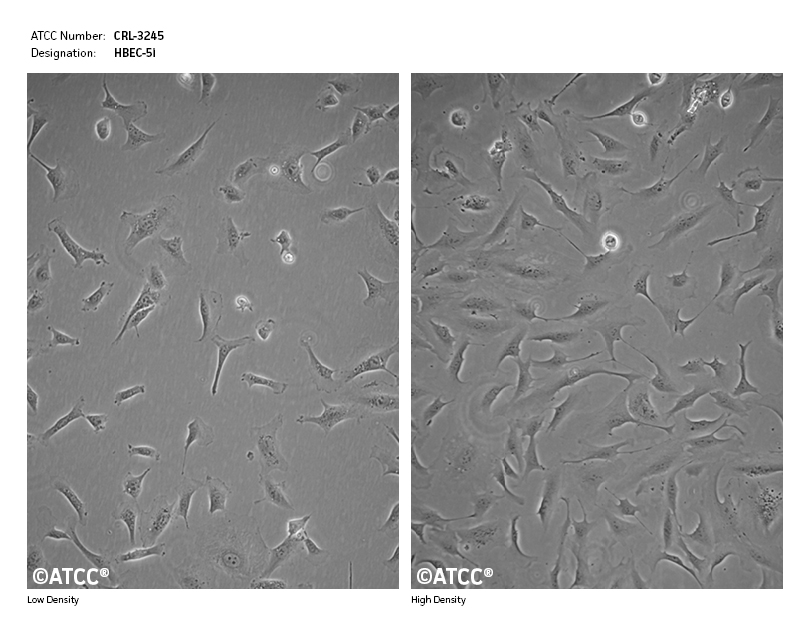 Cell Micrograph for ATCC CRL-3245