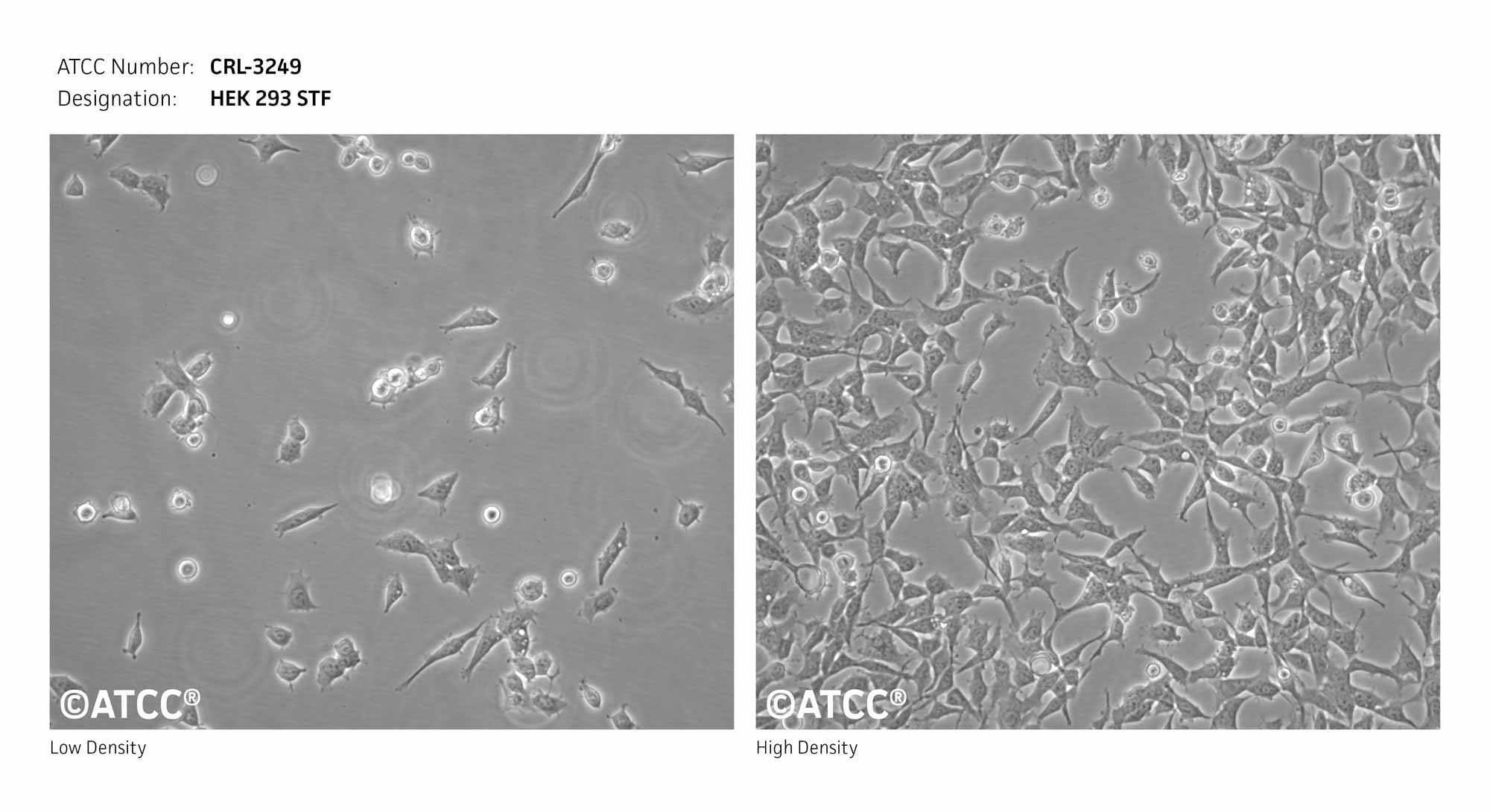 Cell Micrograph of HEK 293 STF Cells