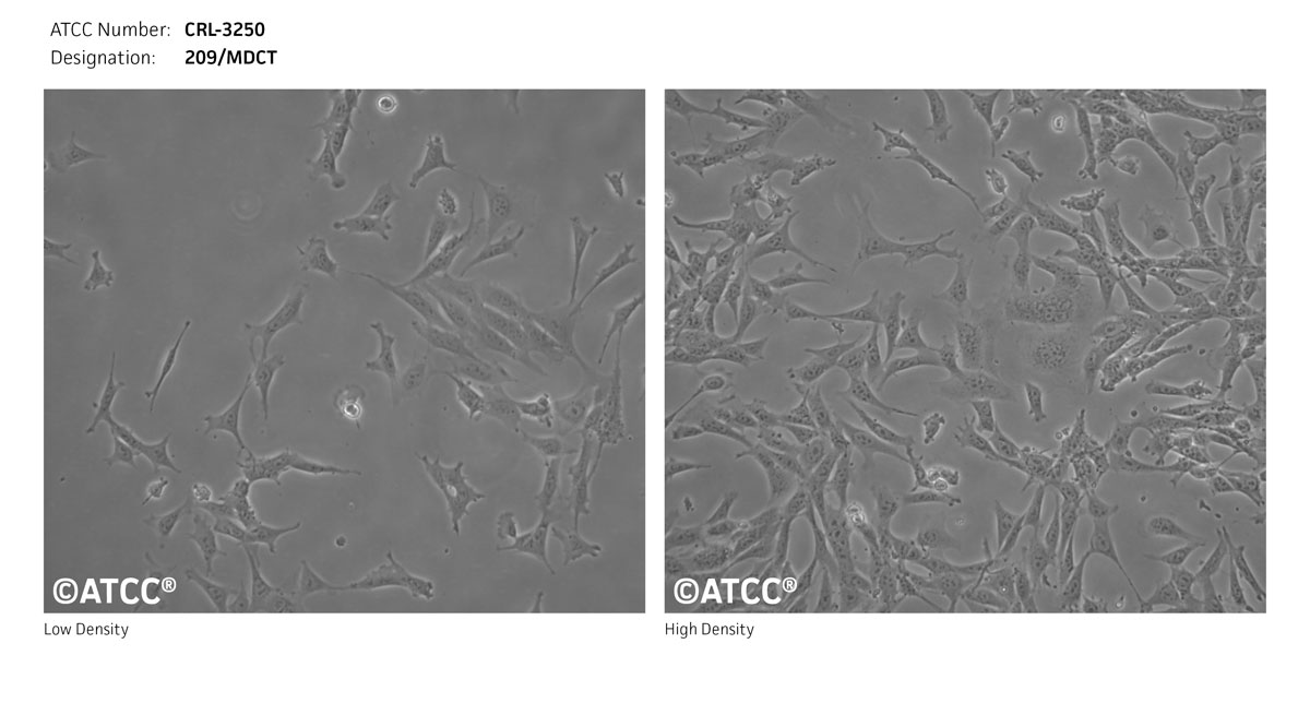 Cell Micrograph of 209/MDCT Cells, ATCC CRL-3250