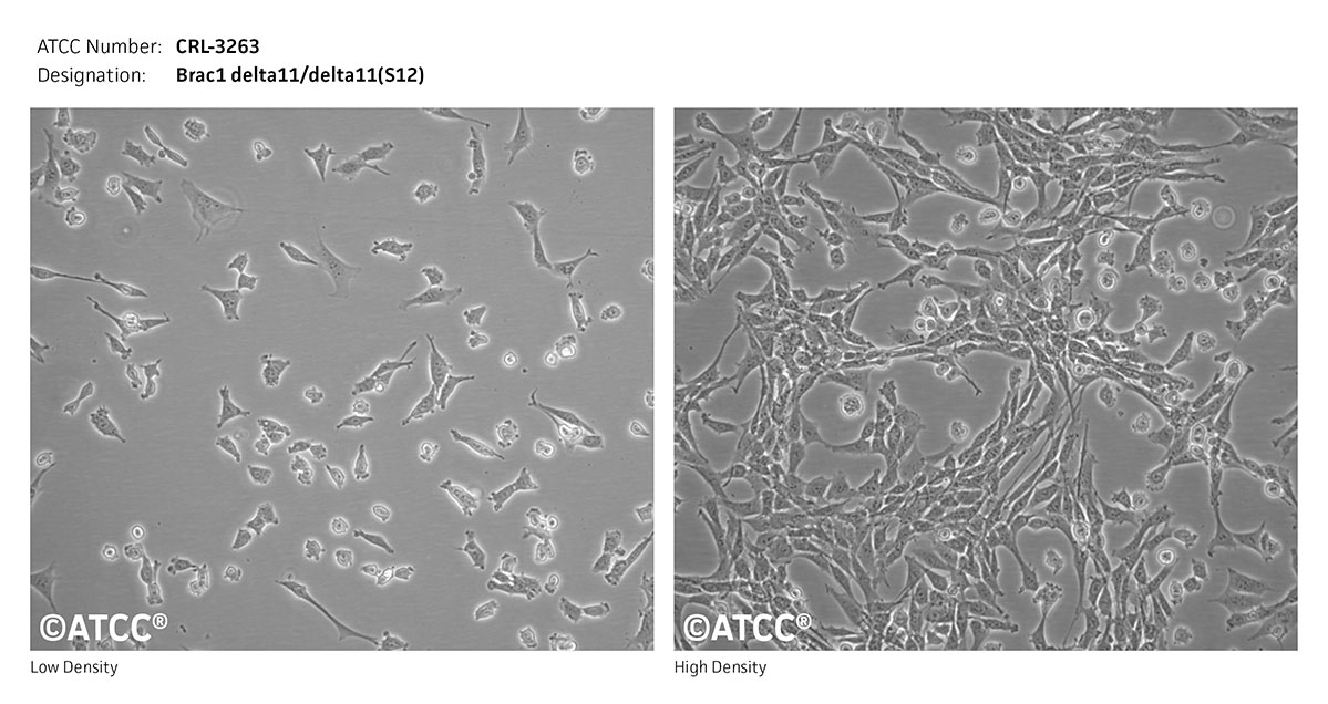Cell Micrograph of Brac1 delta11/delta11(S12)  ATCC CRL-3263 cells