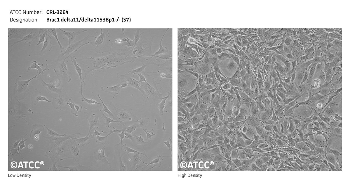 Cell Micrograph of Brac1 delta11/delta11538p1-/- (S7)  ATCC CRL-3264 cells