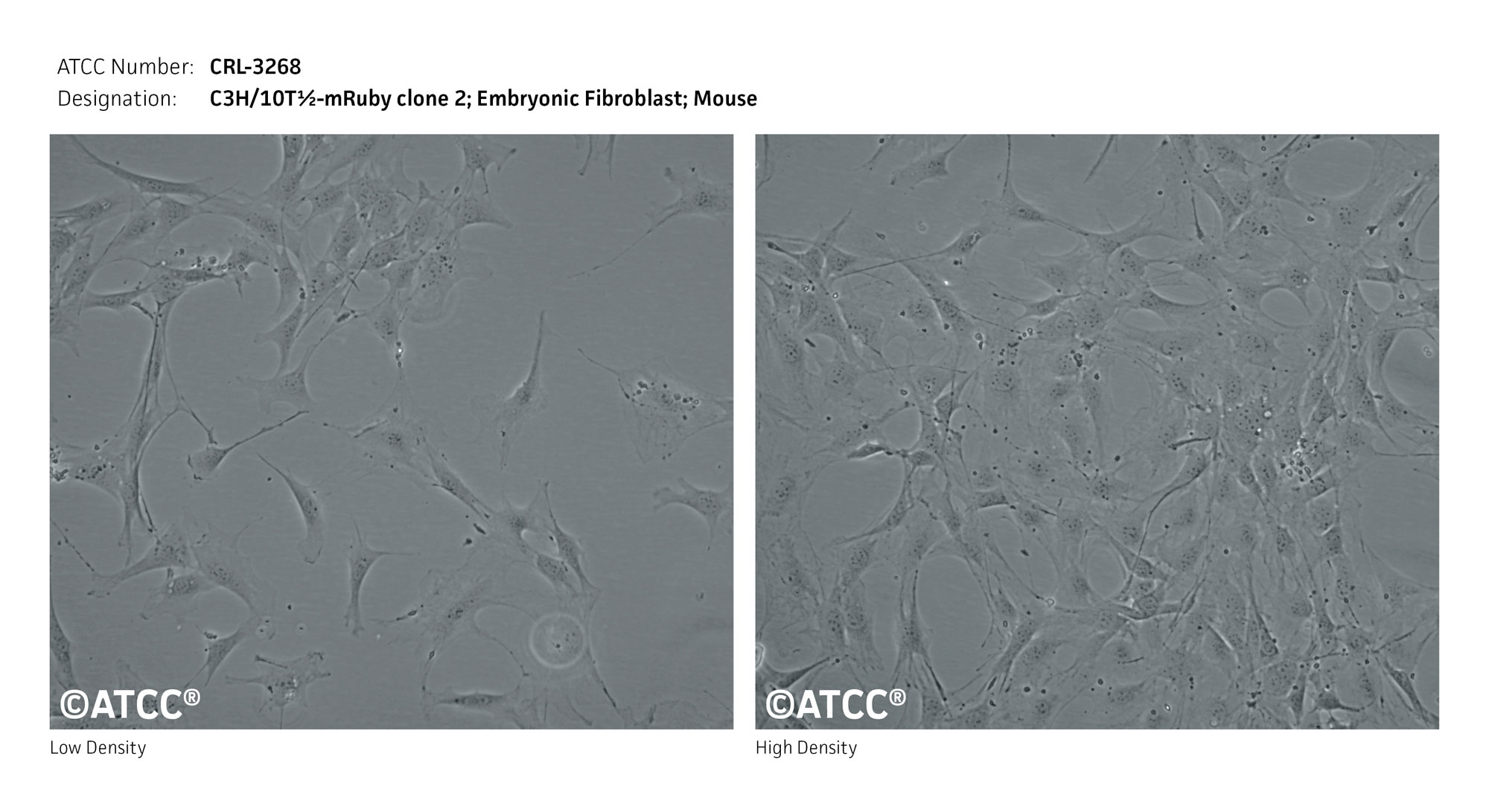 Cell Micrograph of C3H/10T1/2-mRuby; clone 2 Embryonic Fibroblast, ATCC CRL-3268