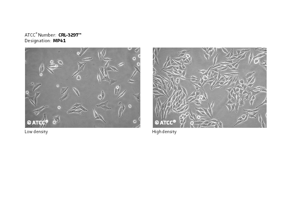 CRL-3297 Micrograph