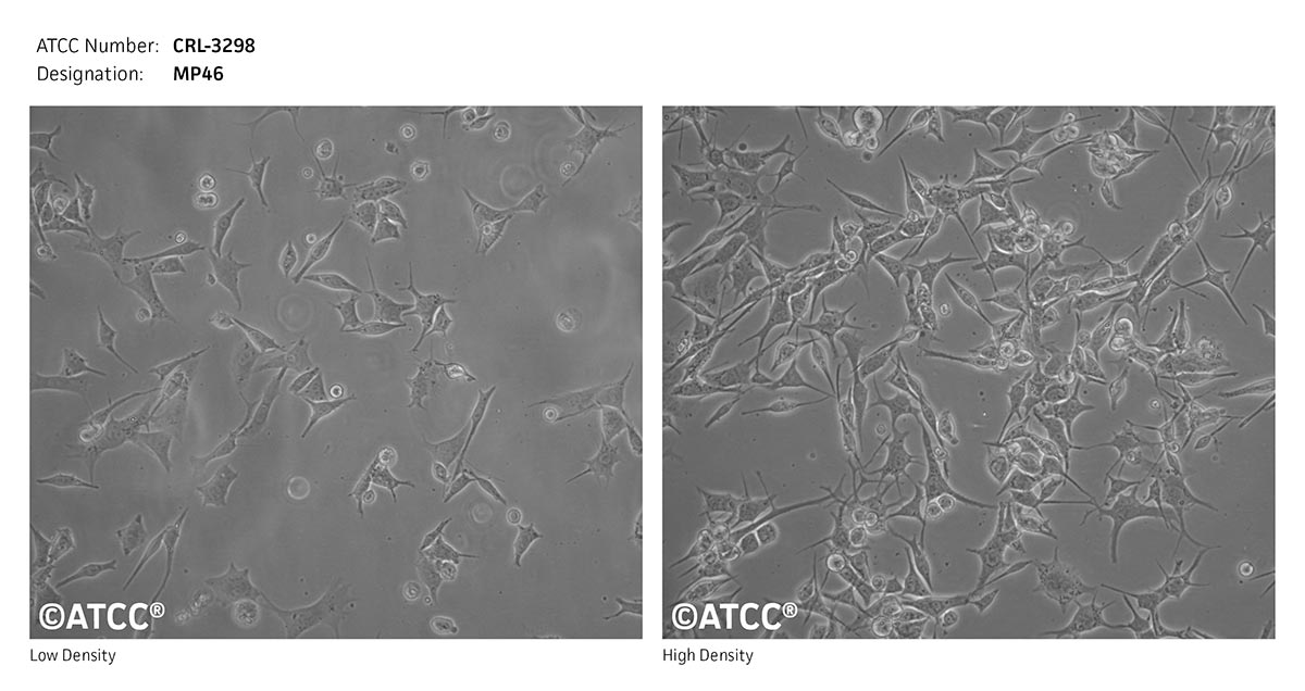 Cell Micrograph MP46, ATCC CRL-3298