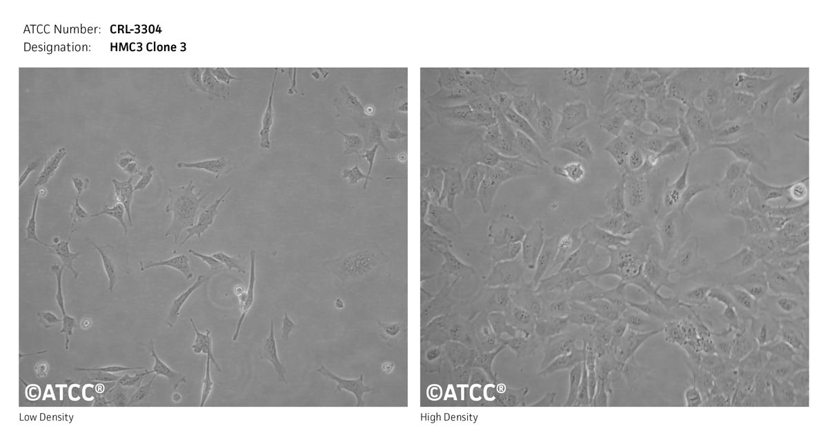 Cell Micrograph of HMC3 Clone 3 (ATCC CRL-3304)