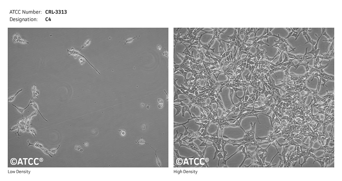 Cell Micrograph of C4, ATCC CRL-3313