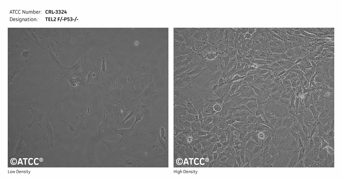 Cell Micrograph of Tel2 F/- P53 -/-(#9136-1)  cells, ATCC CRL-3324