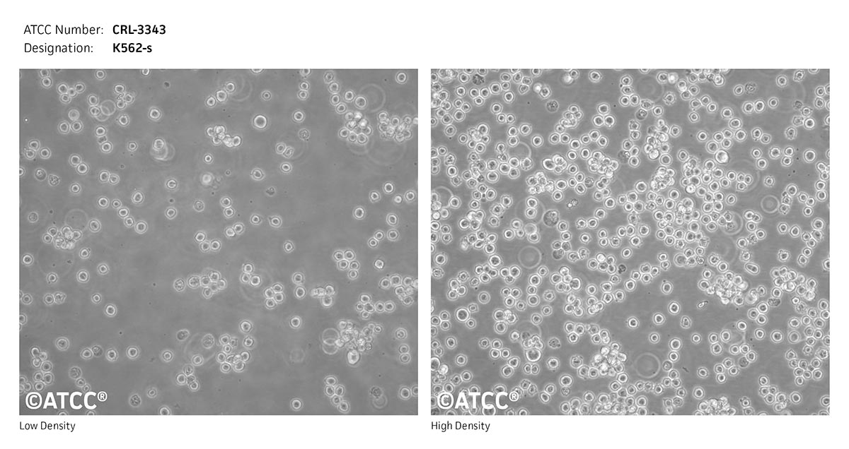 Cell Micrograph of K562-s, ATCC CRL-3343