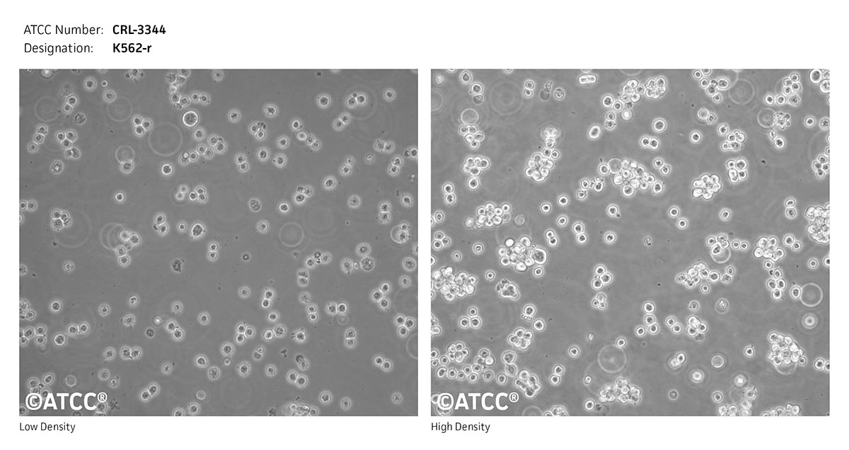 Cell Micrograph of K562-r, ATCC CRL-3343
