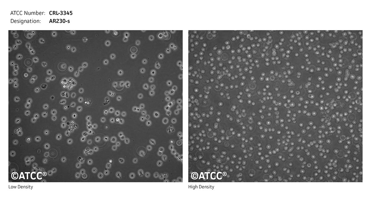 Cell Micrograph of AR230-s, ATCC CRL-3345
