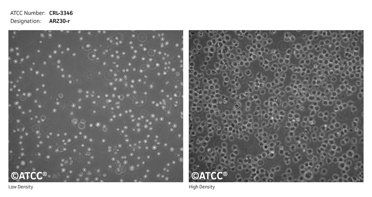 Cell Micrograph of AR230-r, ATCC CRL-3346